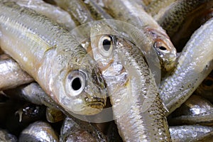 fish called sand smelt ideal for frying in boiling olive oil very appreciated in the Italian and mediterranean cuisine