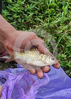 This fish is called Semah fish from Kalimantan