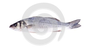 Fish carcass Dicentrarchus labrax on white.