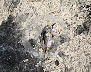 Fish carcass on gray concrete  with black stain