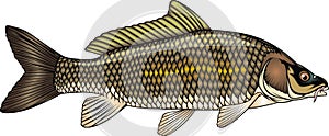 Fish carp