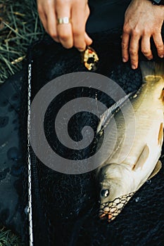 Fish carp caught on a bait on a hook on a fishing net