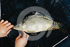 Fish carp caught on a bait on a hook on a fishing net
