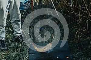 Fish carp caught on a bait on a hook on a fishing net