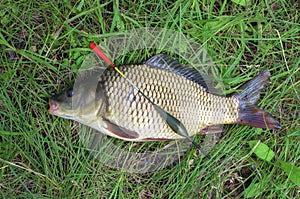 fish carp close-up. water bobber