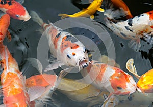 fish CARP fancy fish / koi in pond, japanese National animal