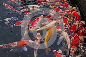 Fish Carp in the Pool