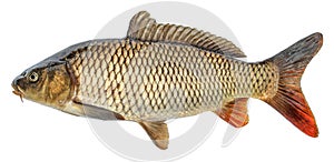 Fish carp with scales. Raw river fish. photo