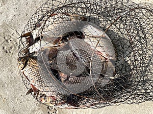 Fish catch in the net on the ground