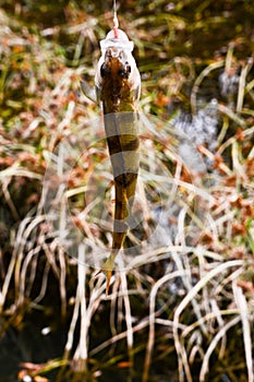 Fish Catched by a Fisherman