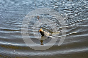 fish caught on a fishing hook