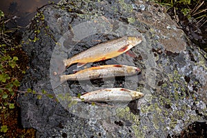 Fish caught by fly fishing tackle. Survival in hikes. Grayling. Wild conditions