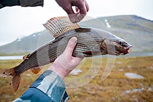 Fish caught by fly fishing tackle. Survival in hikes. Grayling. Wild conditions