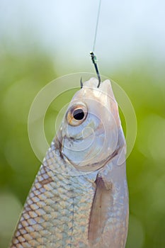 Fish caught on a hook