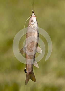 Fish caught on the hook