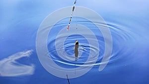 Fish caught on a hook on a background of blue water