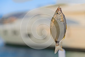 Fish caught on a hook. The saddled seabream (Oblada melanura)