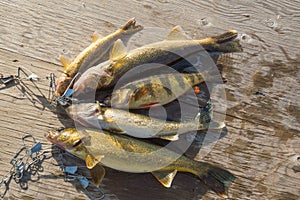 5 fish caught and laid on the dock photo