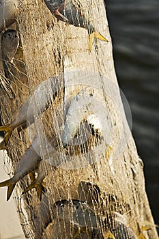 Fish Caught in a Net