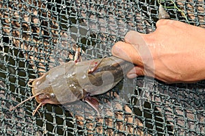 Fish Caught In A Net