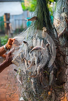 Fish caught in the nets