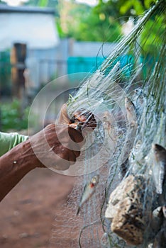 Fish caught in the nets