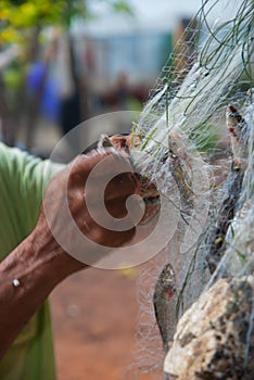 Fish caught in the nets