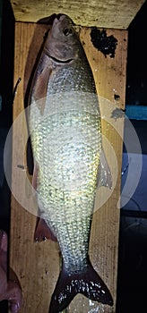 fish caught in night