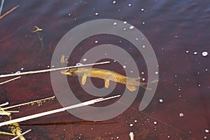 Fish Caught In Red Water