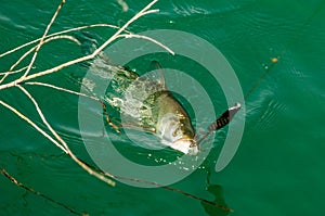 fish caught on spinning