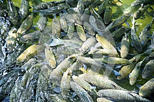 Fish cave in thailand