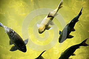 Fish cave in thailand