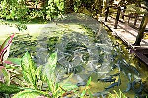 Fish cave in thailand . Pai