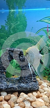 Fish cave underwater