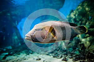 Fish - Cheilinus undulatus