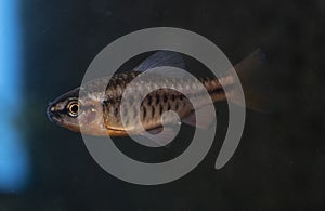 Fish cherry barb  swimming in freshwater aquarium