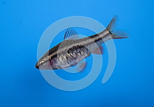 Fish cherry barb  swimming in freshwater aquarium