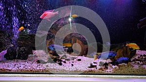 Fish chicild aquarium water collor corral