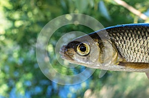 Fish chub caught on a hook