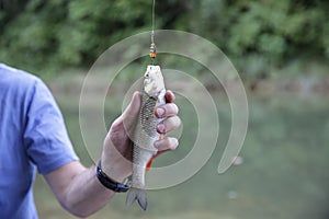 Fish chub on a hook in a manÃ¢â‚¬â„¢s hand on the background of the river in soft blur background. Catching fish in fresh water.