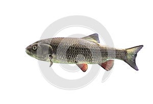 Fish chub on white background isolated