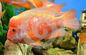 fish Cichlasoma photo