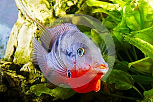 Fish cichlasoma meeki photo