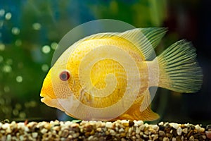 Fish cichlasoma severum photo