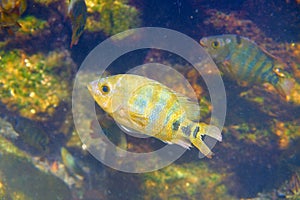 fish Cichlasoma urophthalmus of Cichlids