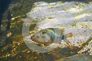 fish Cichlasoma urophthalmus of Cichlids