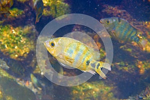fish Cichlasoma urophthalmus of Cichlids photo
