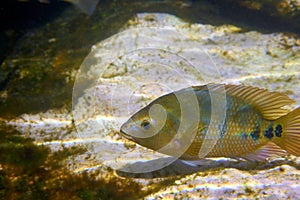 fish Cichlasoma urophthalmus of Cichlids photo