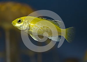 Fish cichlid lemon yellow lab.