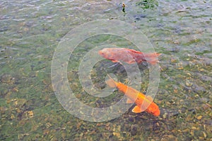 Fish in the city park pond. Background with selective focus and copy space